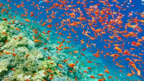 Магията на Червено море: Спираща дъха красота